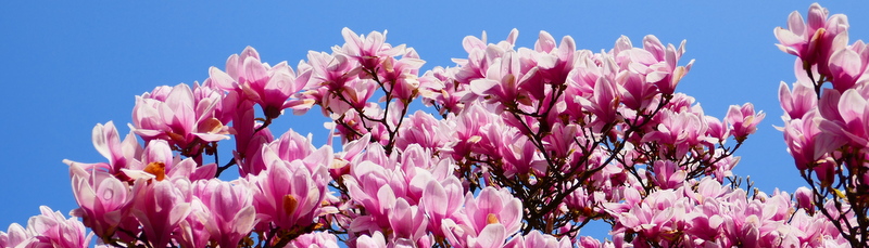 Magnolie Katharinenstift Aufblühen Christliche Psychotherapie